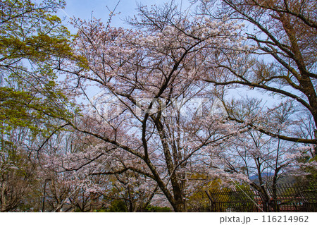 【京都風景】蹴上インクラインの桜 116214962