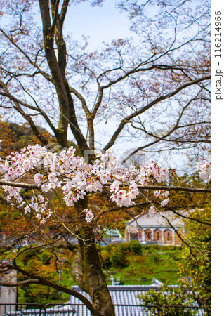 【京都風景】蹴上インクラインの桜 116214966