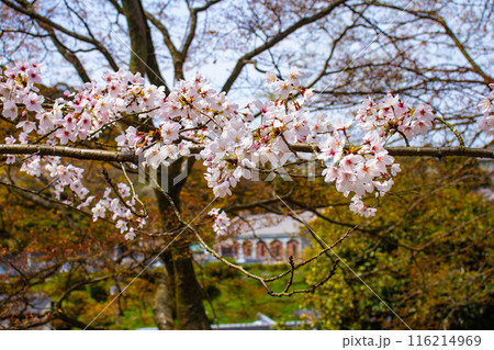 【京都風景】蹴上インクラインの桜 116214969