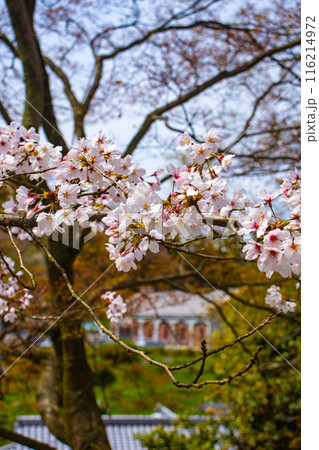 【京都風景】蹴上インクラインの桜 116214972