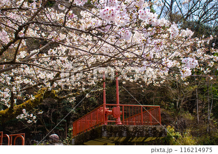 【京都風景】蹴上インクラインの桜 116214975