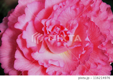 ベゴニアの花 ベゴニアの花 116214976