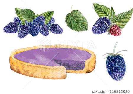 Blackberry Pie,Hand drawn watercolor illustration of a dessert with blackberries and green leaves Blackberry Pie,Hand drawn watercolor illustration of a dessert with blackberries and green leaves 116215029