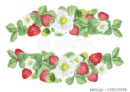 Watercolor frame of white flowers and strawberries. Beautiful frame with strawberry flowers, strawberries, leaves, hand drawn 116215048
