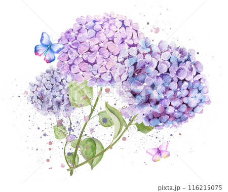 Watercolor illustration of hydrangea branch. Blue, pink, white delicate hydrangea 116215075