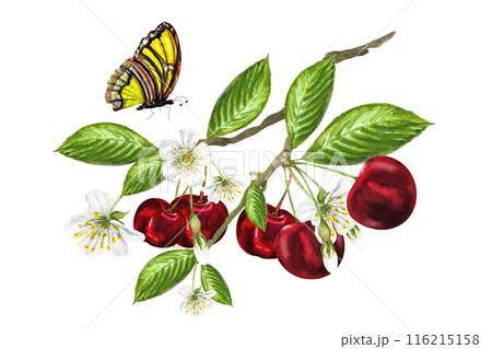 Watercolor illustration of a cherry branch and a butterfly, on a branch there are ripe juicy cherries, flowers and green leaves. Hand drawn cherry on a branch with a butterfly 116215158