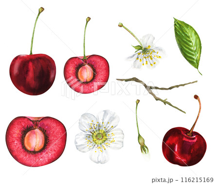 Watercolor illustration set of cherries, ripe juicy cherries, flowers, green leaves, twig, cherries with a pit on the stem. Hand drawn cherries for compositions Watercolor illustration set of cherries, ripe juicy cherries, flowers, green leaves, twig, cherries with a pit on the stem. Hand drawn cherries for compositions 116215169
