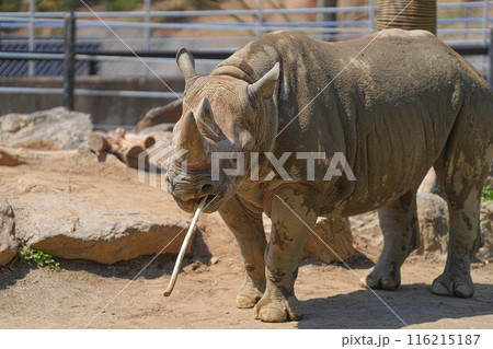 盛岡動物公園 盛岡動物公園 116215187