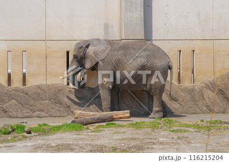 盛岡動物公園 盛岡動物公園 116215204
