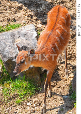 盛岡動物公園 盛岡動物公園 116215215