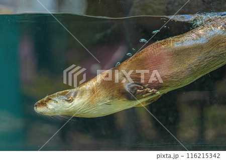 盛岡動物公園 116215342