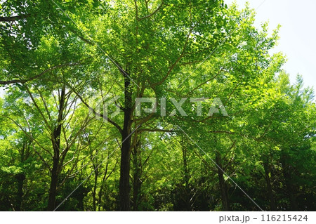 大阪　吹田　万博記念公園　新緑の銀杏並木（公園南口ちびっこ広場）（初夏） 116215424