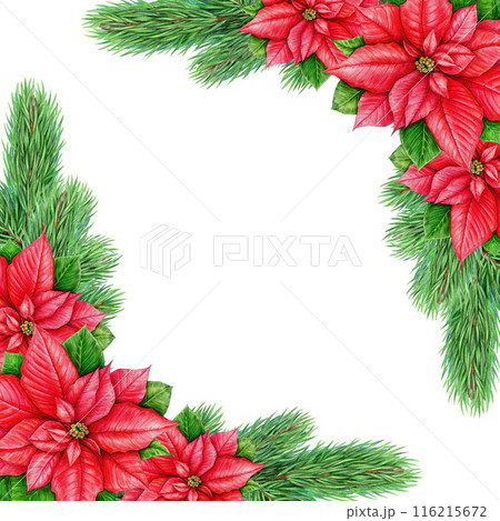 Fir tree branch decor frame painted illustration. Pine twigs, poinsettia flower traditional decoration on white background. Winter holiday evergreen vintage style festive decoration element Fir tree branch decor frame painted illustration. Pine twigs, poinsettia flower traditional decoration on white background. Winter holiday evergreen vintage style festive decoration element 116215672