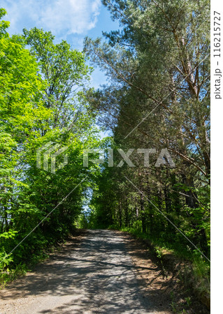 Pathway under the trees beside woodland. Pathway under the trees beside woodland. 116215727
