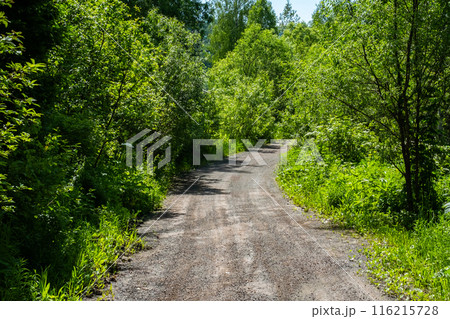 Pathway under the trees beside woodland. 116215728