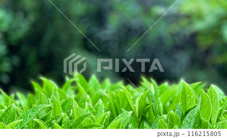 Green leaves with raindrops in garden. Macro shot of fresh foliage with water droplets on blurred background with copy space. Nature and freshness concept for wallpaper and poster. 116215805