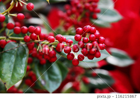 チャイニーズホーリー チャイニーズホーリー 116215867