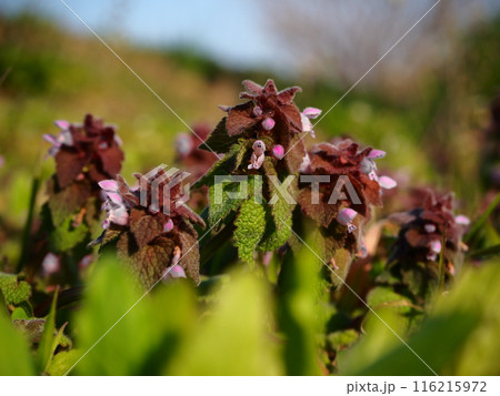 早春の荒川河川敷に咲くヒメオドリコソウ 早春の荒川河川敷に咲くヒメオドリコソウ 116215972