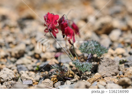 コマクサ コマクサ 116216090