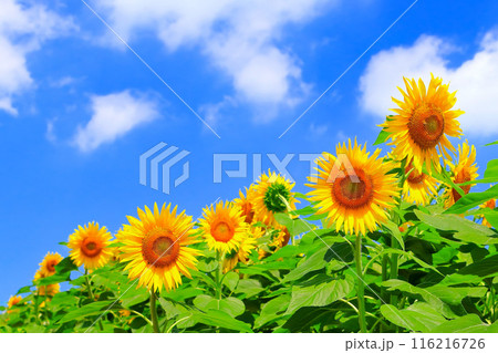 爽やかな青空と満開の向日葵の花 116216726