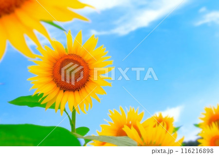 清々しい青空と鮮やかな向日葵の花 清々しい青空と鮮やかな向日葵の花 116216898
