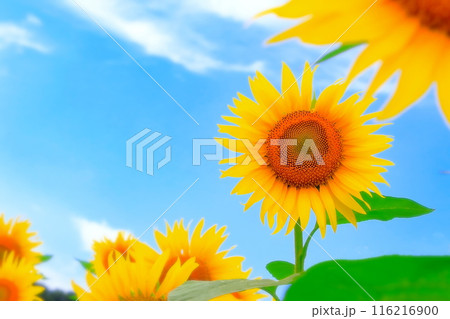 清々しい青空と鮮やかな向日葵の花 116216900