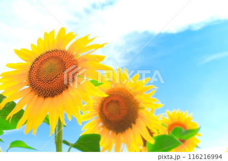 爽やかな青空と鮮やかな向日葵の花 116216994