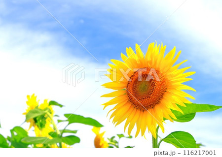 爽やかな青空と鮮やかな向日葵の花 爽やかな青空と鮮やかな向日葵の花 116217001