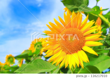 爽やかな青空と鮮やかな向日葵の花 爽やかな青空と鮮やかな向日葵の花 116217010