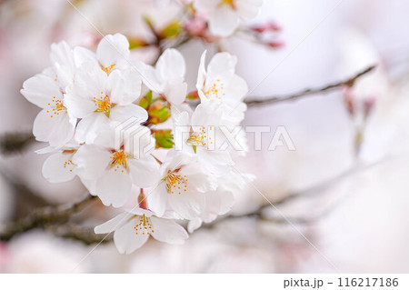 桜 116217186