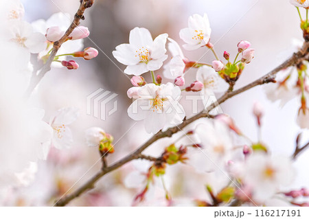 桜 116217191