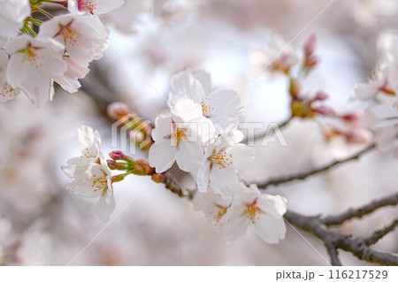 桜 桜 116217529