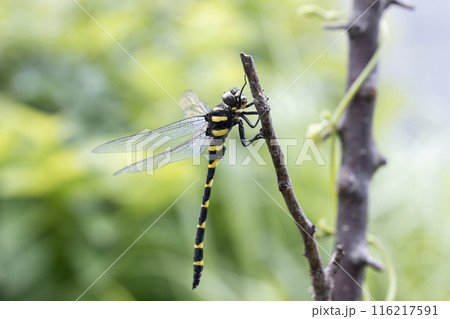 オニヤンマのオス 116217591