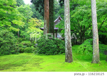 新緑の京都大原三千院 新緑の京都大原三千院 116218125