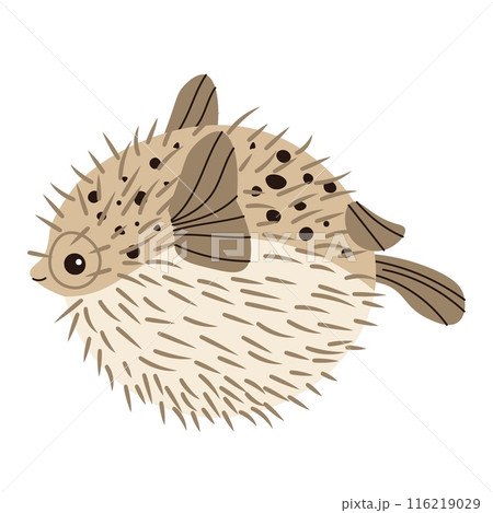 Hand drawn cartoon puffer fish. Vector illustration of a poisonous spiny fish in doodle style. Suitable for decoration, sticker design Hand drawn cartoon puffer fish. Vector illustration of a poisonous spiny fish in doodle style. Suitable for decoration, sticker design 116219029