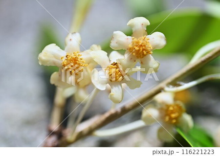 モッコクの雌花・庭木の王・江戸五木 116221223