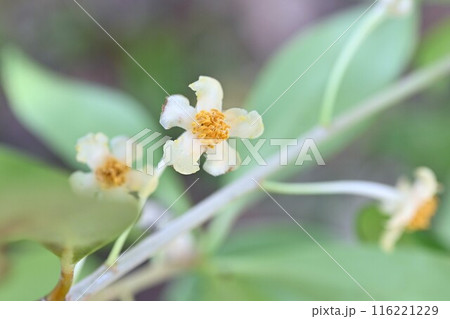 モッコクの雌花・庭木の王・江戸五木 116221229