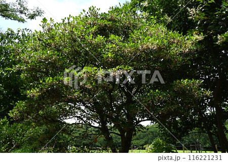 モッコクの雌花・庭木の王・江戸五木 モッコクの雌花・庭木の王・江戸五木 116221231