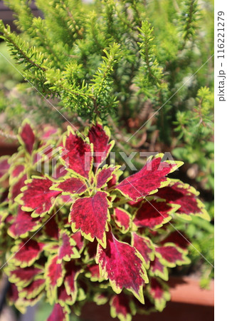 鉢植えの栄養系コリウスとエリカ 116221279