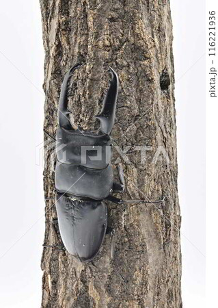 パラワンオオヒラタクワガタ　 116221936