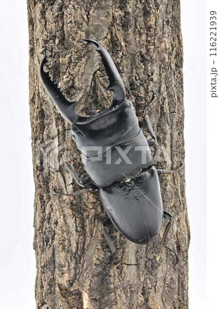 パラワンオオヒラタクワガタ　 116221939