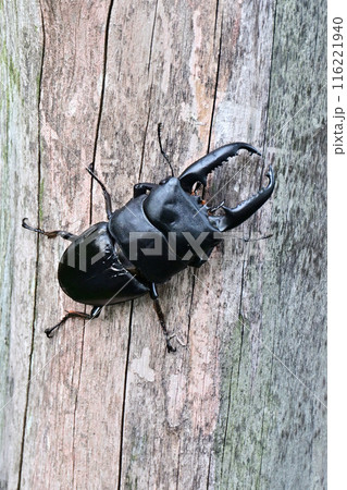 パラワンオオヒラタクワガタ　 116221940