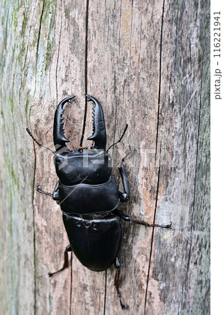 パラワンオオヒラタクワガタ　 116221941