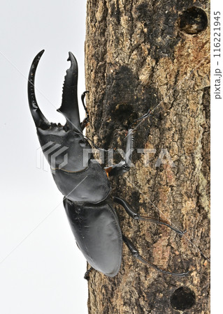 パラワンオオヒラタクワガタ　 116221945