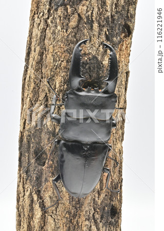 パラワンオオヒラタクワガタ パラワンオオヒラタクワガタ 116221946