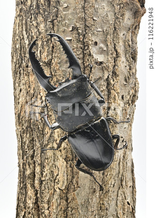 パラワンオオヒラタクワガタ パラワンオオヒラタクワガタ 116221948