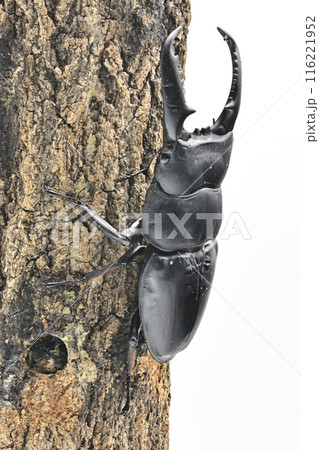 パラワンオオヒラタクワガタ　 116221952