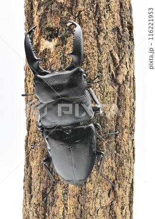 パラワンオオヒラタクワガタ　 116221953