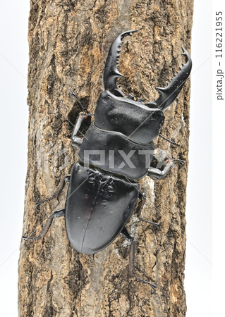 パラワンオオヒラタクワガタ　 116221955