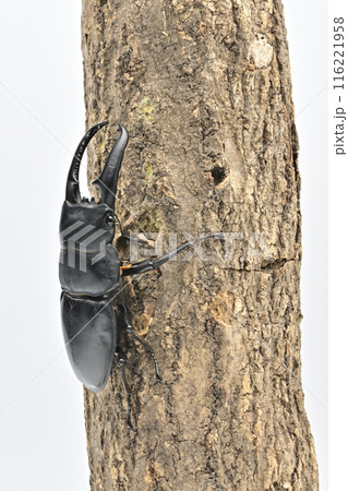 パラワンオオヒラタクワガタ　 116221958